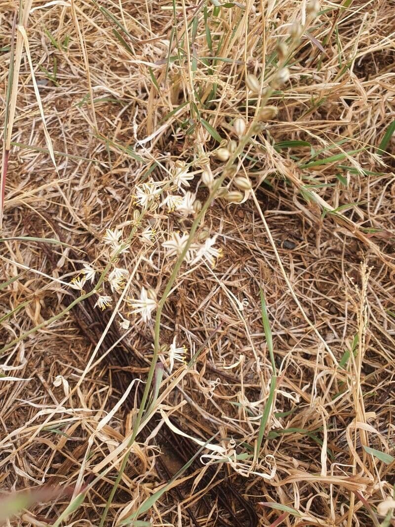 Trachyandra saltii 7