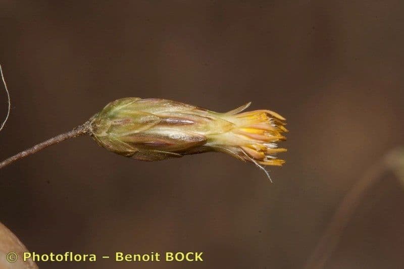 Leysera