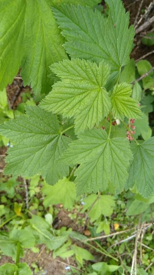 Ribes petraeum 19