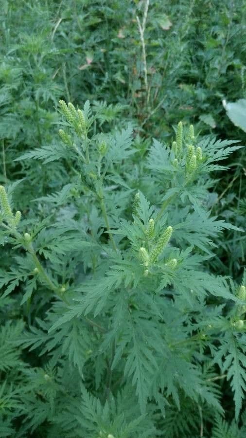 Ambrózia palinolistá 6