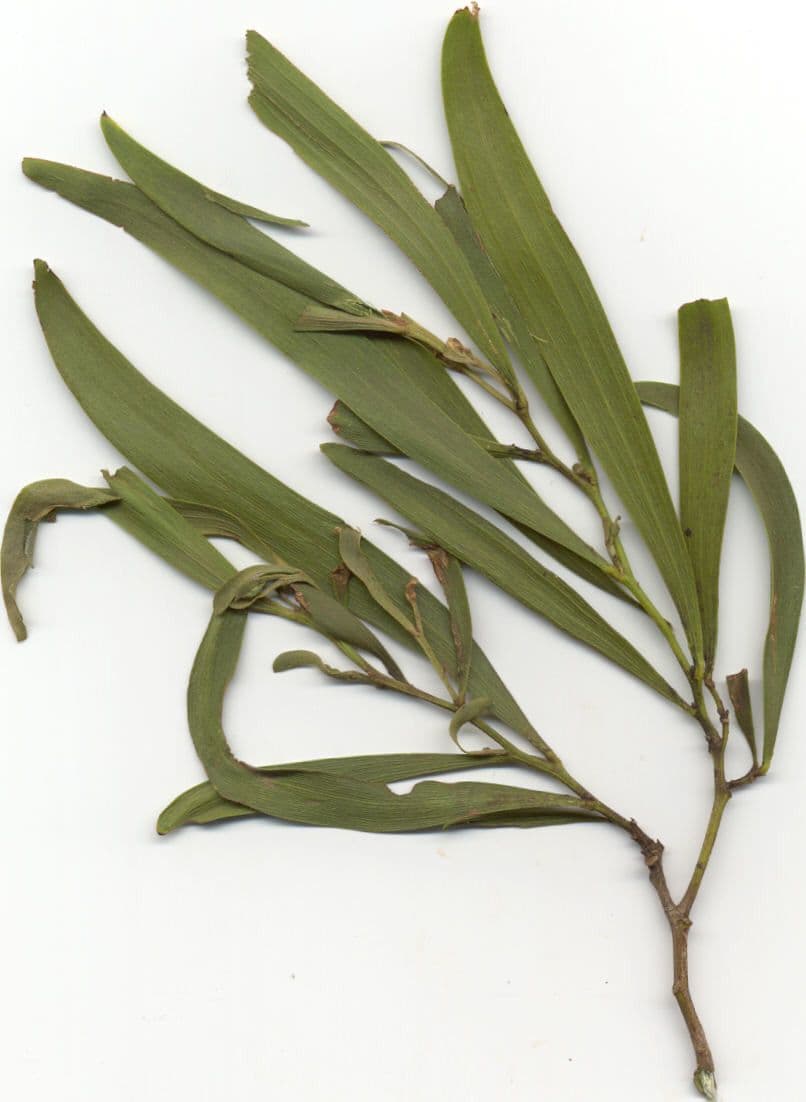 Acacia 27