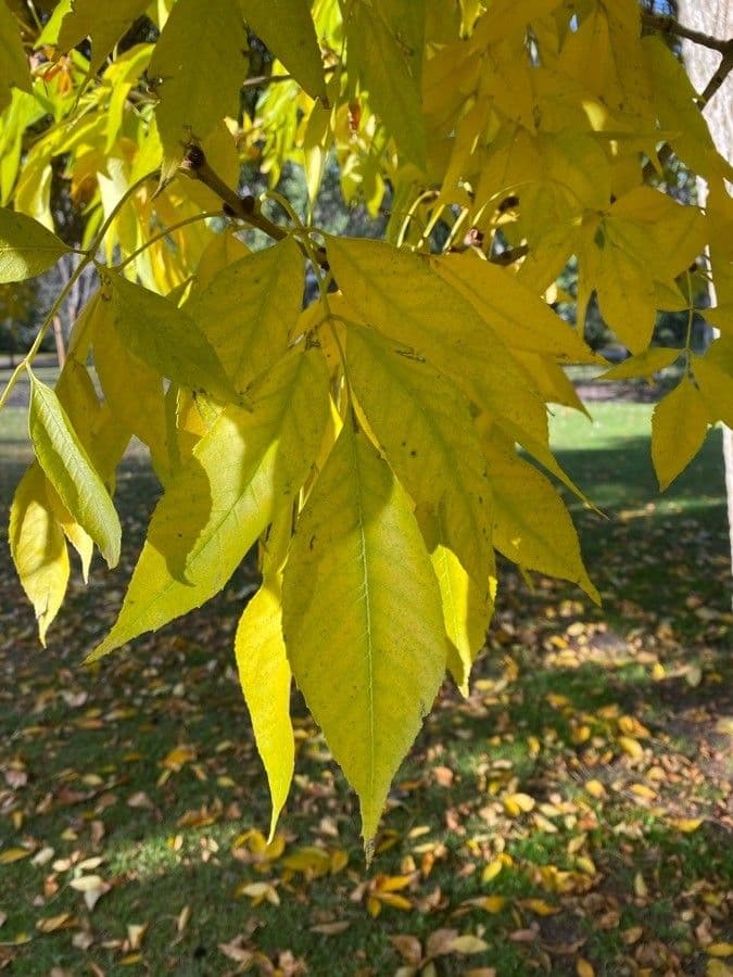 Bagolaro americano 19