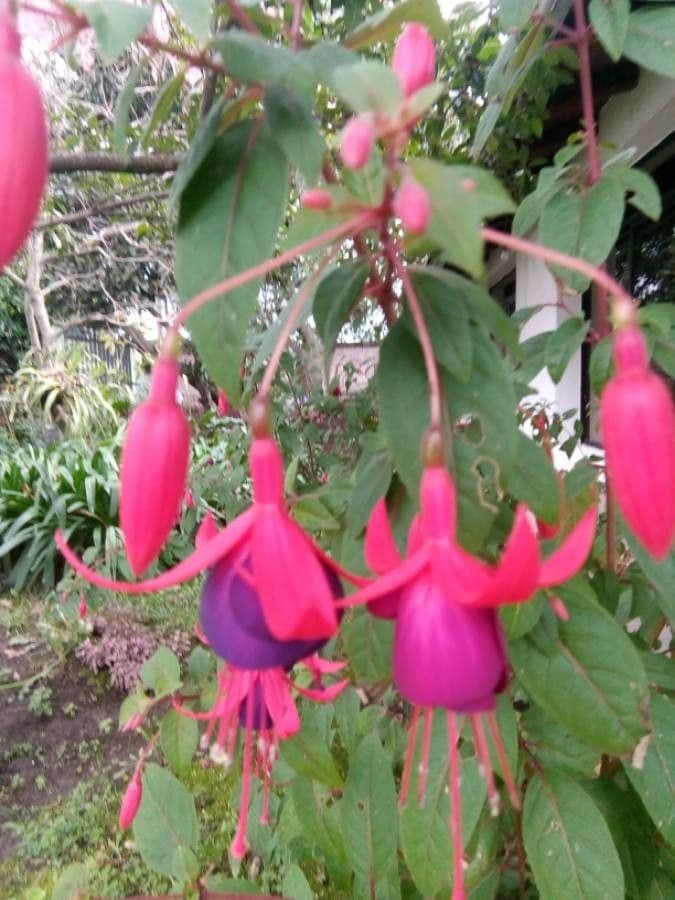 Fuchsien 9