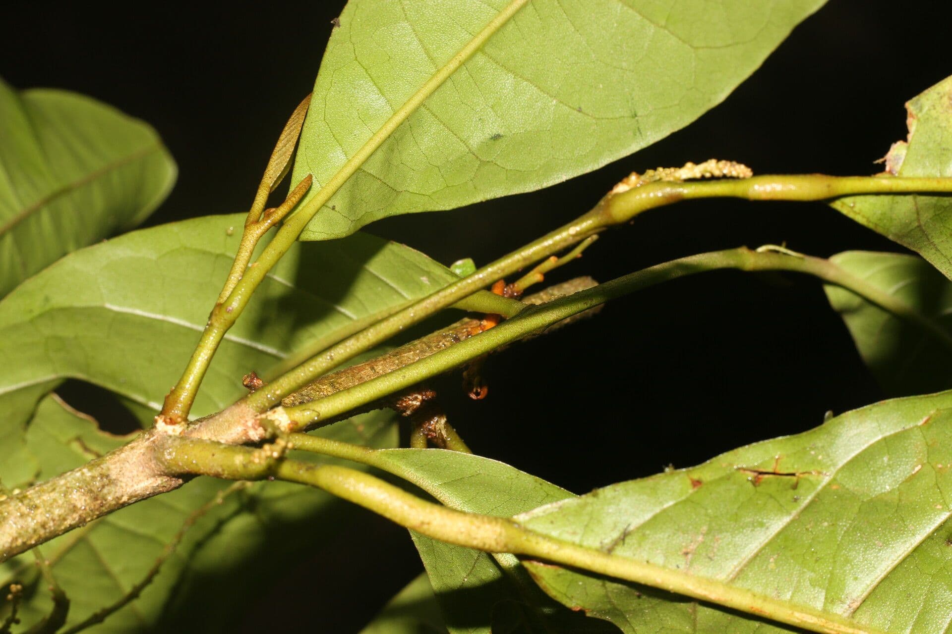 Croton 22