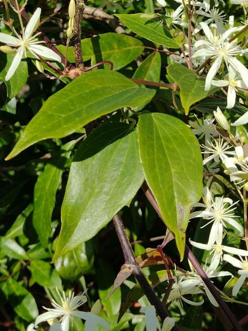 Clematis glycinoides 4