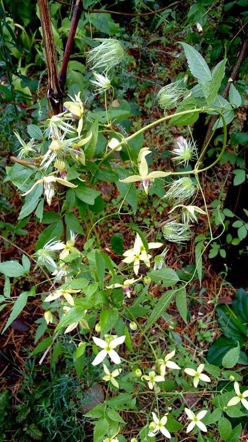 Clematis recta 15
