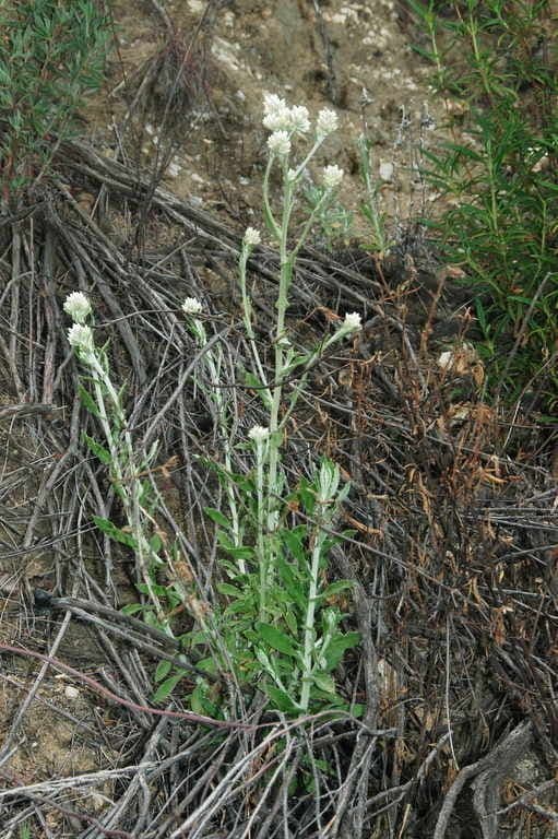 Pseudognaphalium dvubarvé 8