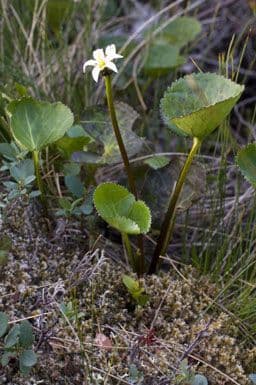 Hühnerkamm-Blatt 6