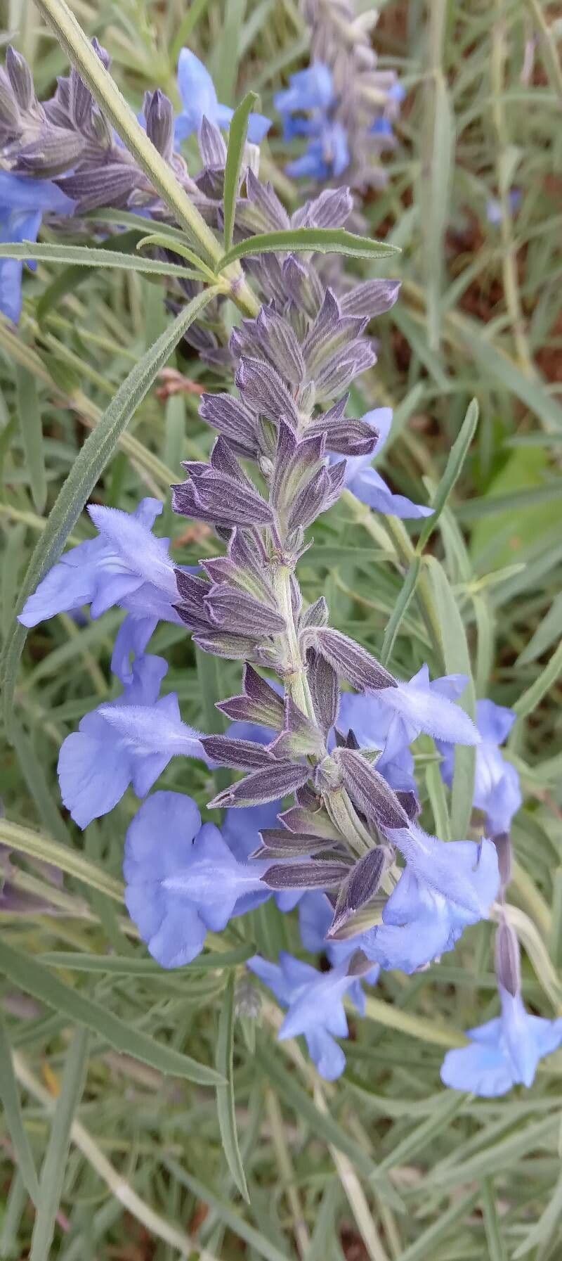 Salvia azurea 2