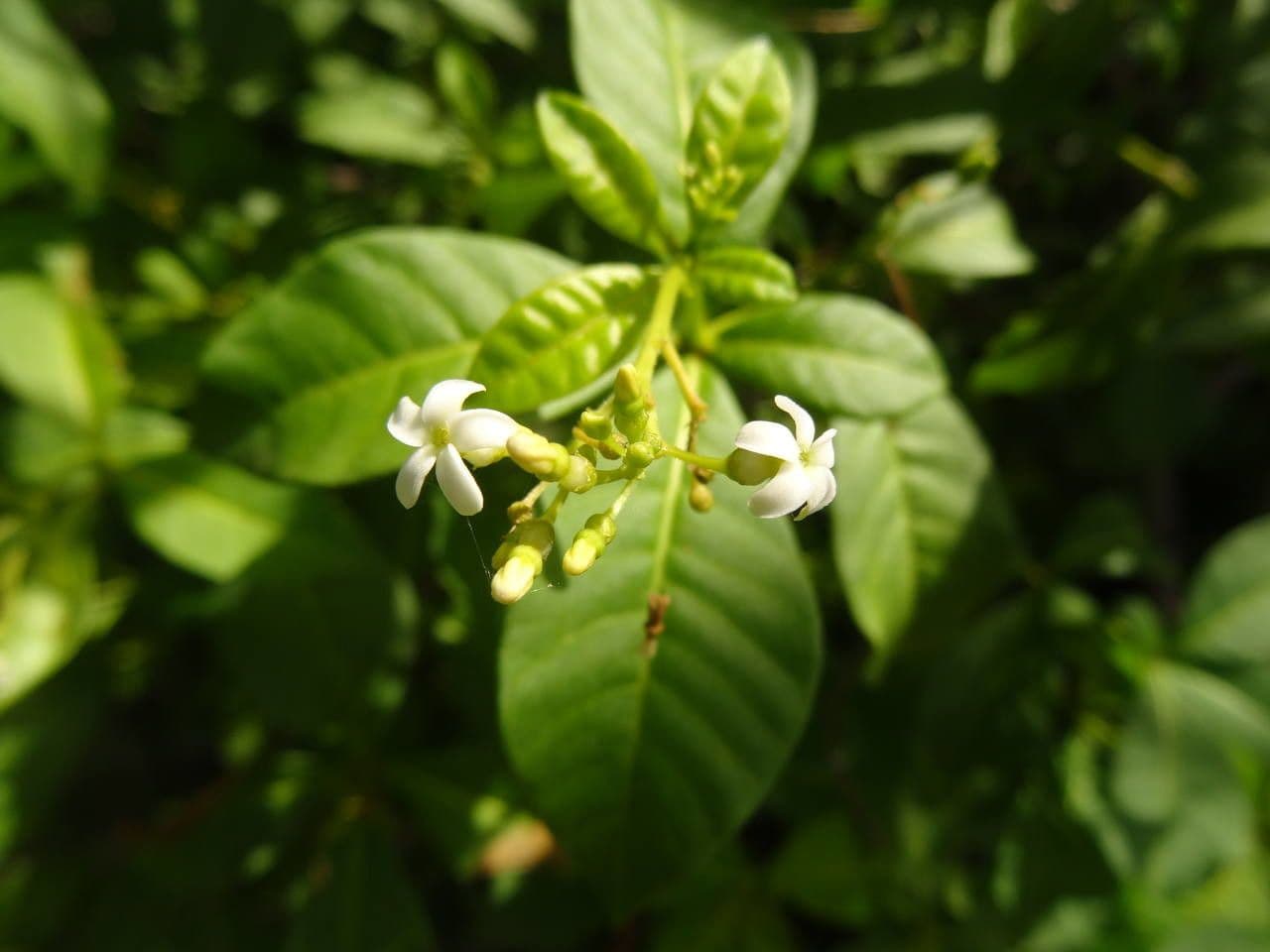 Rauvolfia viridis 6