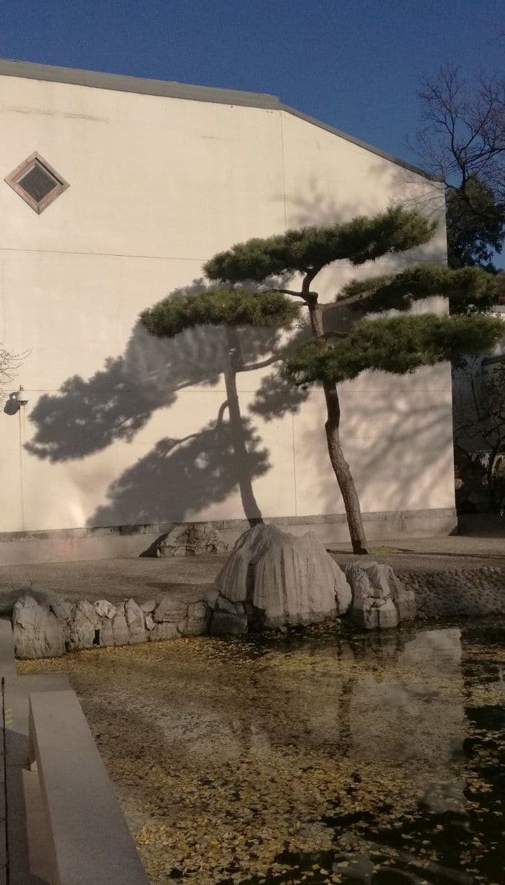 Pino della Cina 17