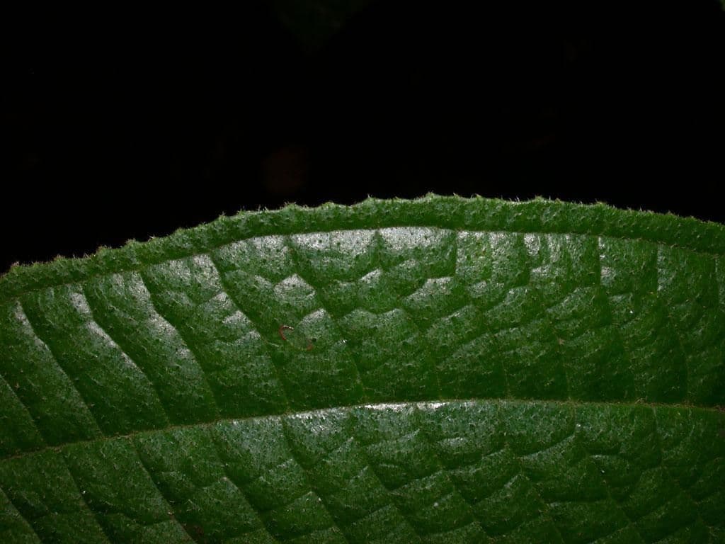 Miconia 5