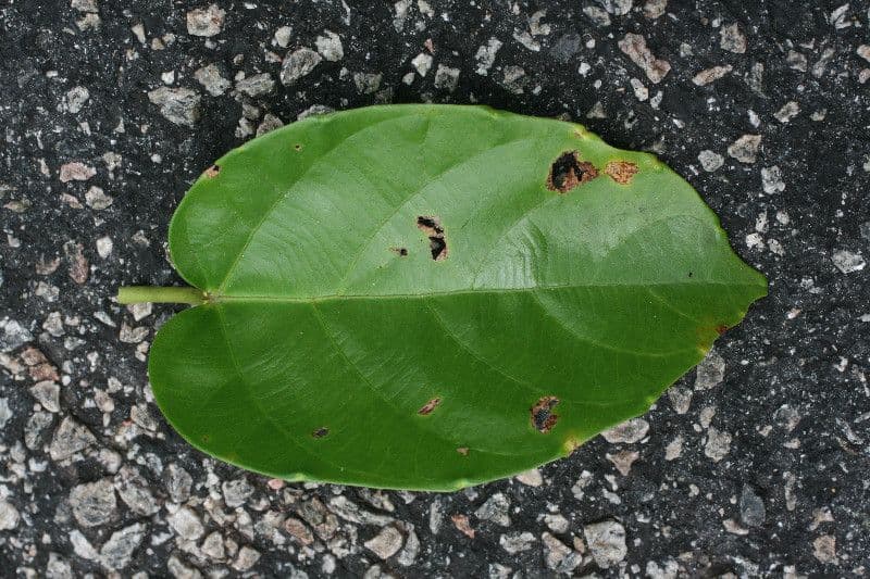 Omphalea 3