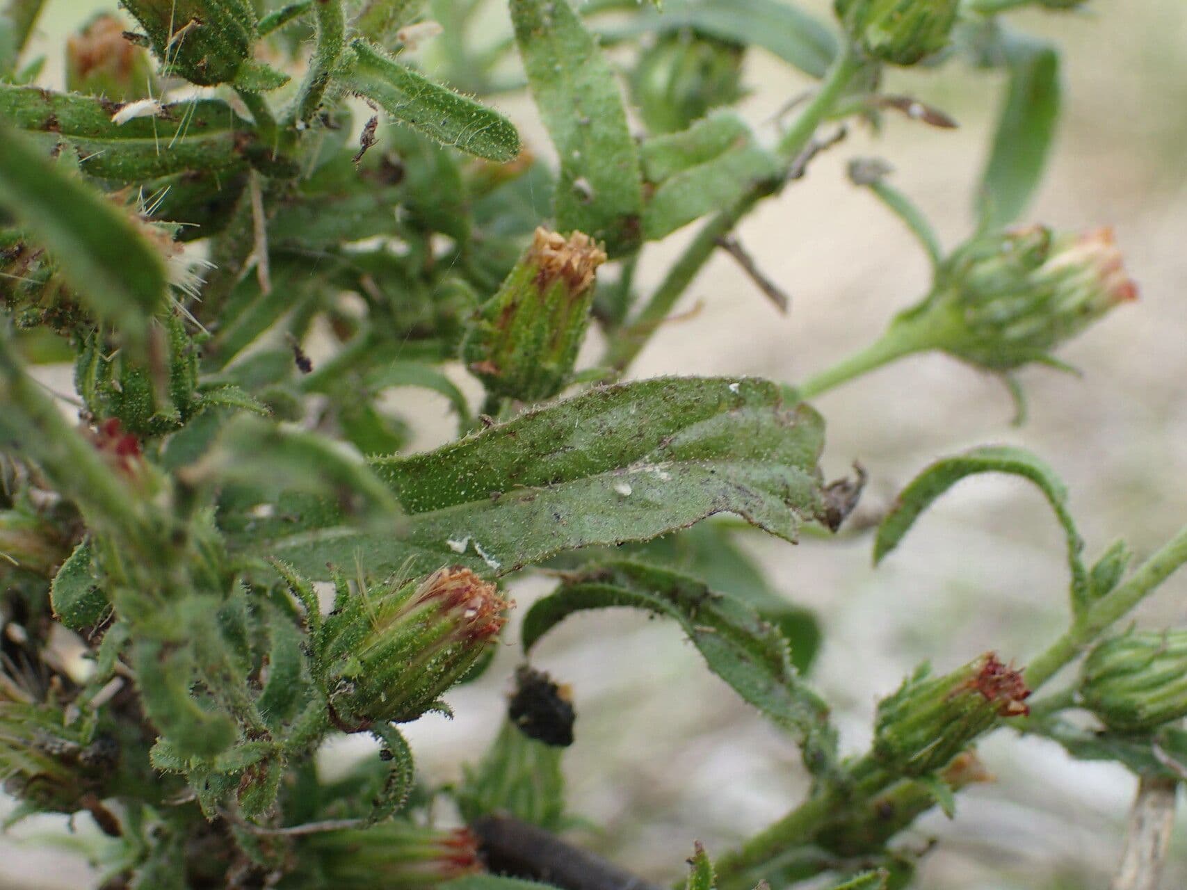 Inula fetida 27