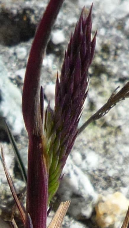 Agrostis