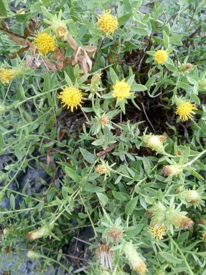 Klebrige chilienblume
