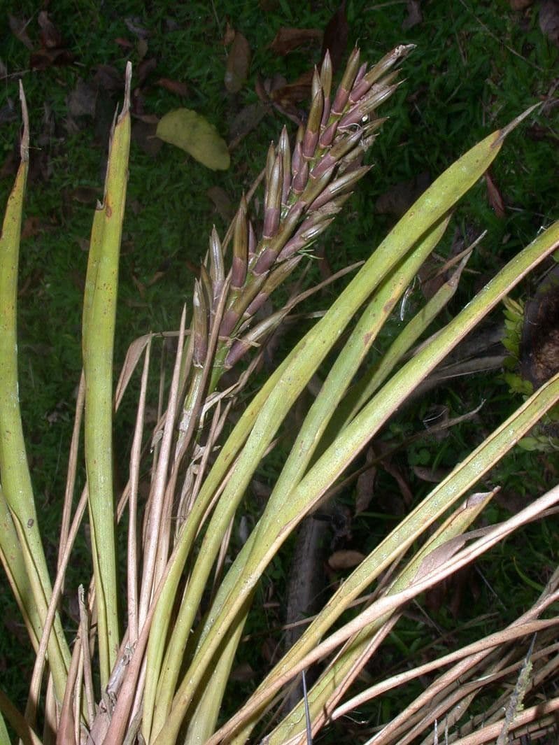 Guzmania monostachia 3