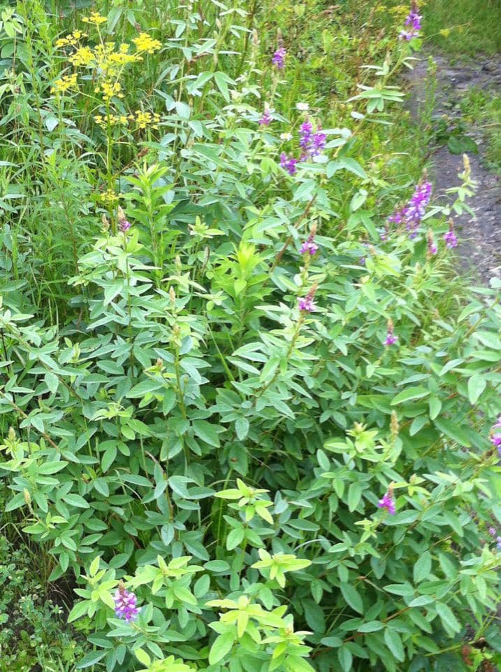 Desmodium canadese 10