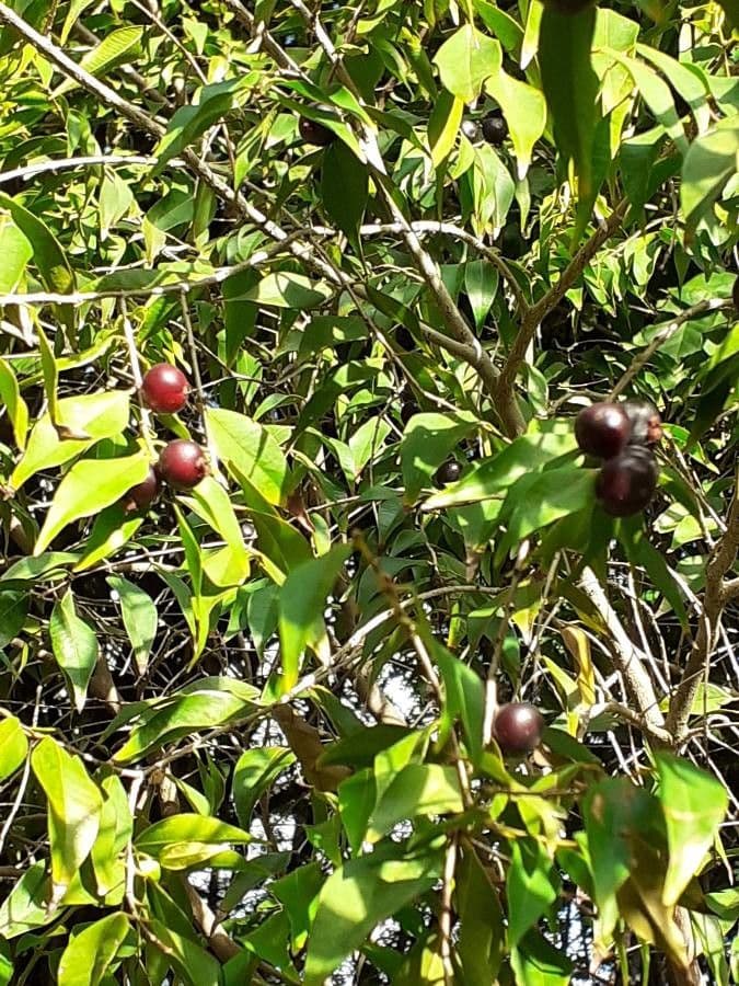 Guayaba de olor 2