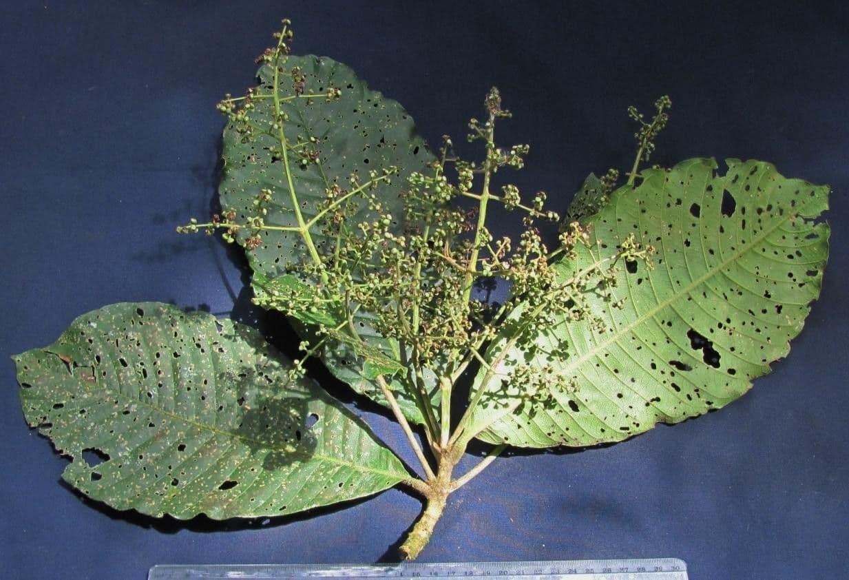Elaeagia 9