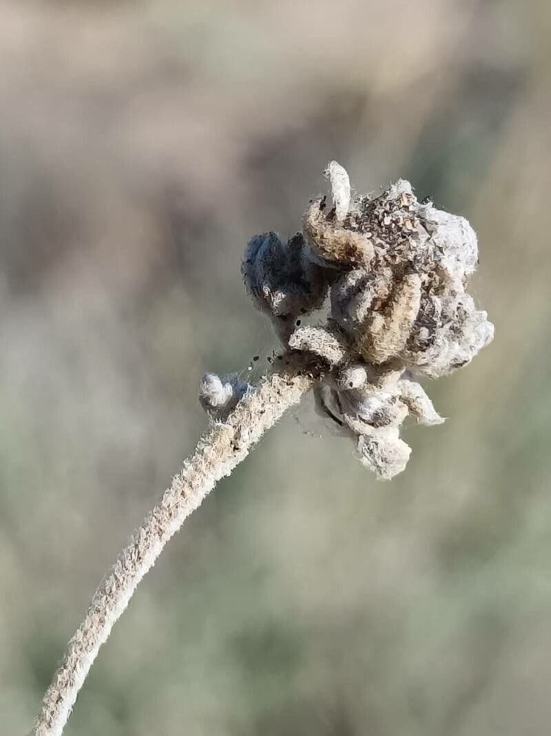 Teucrium