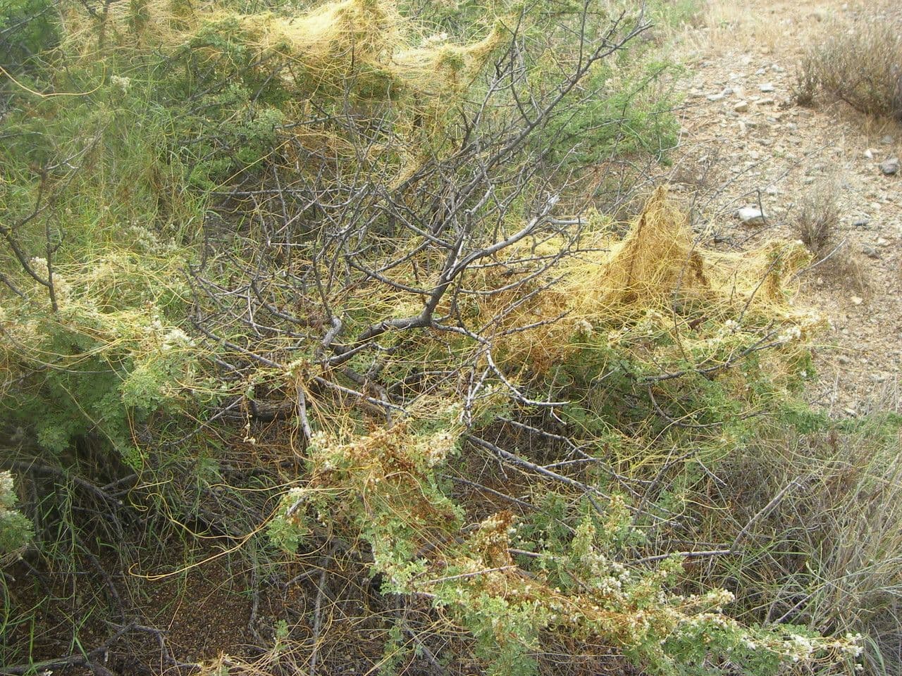 Cuscuta indecora 7