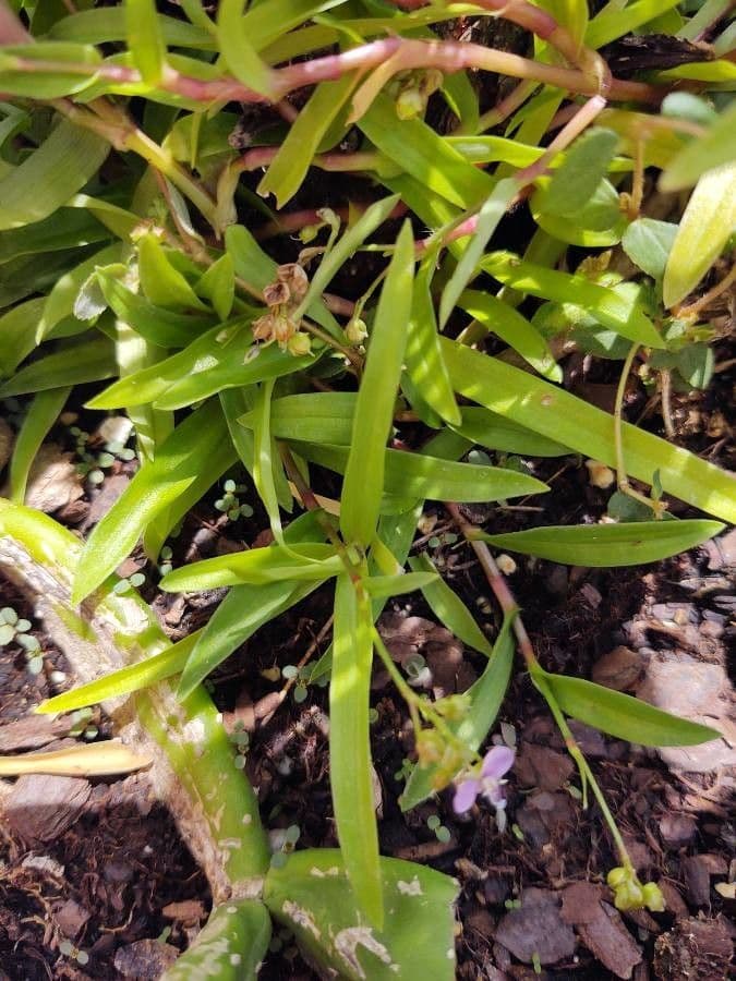 Murdannia nudiflora 14