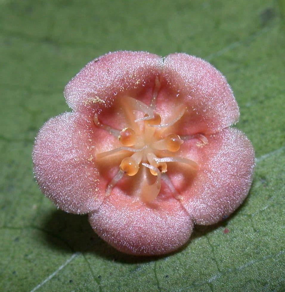 Fevillea cordifolia 10