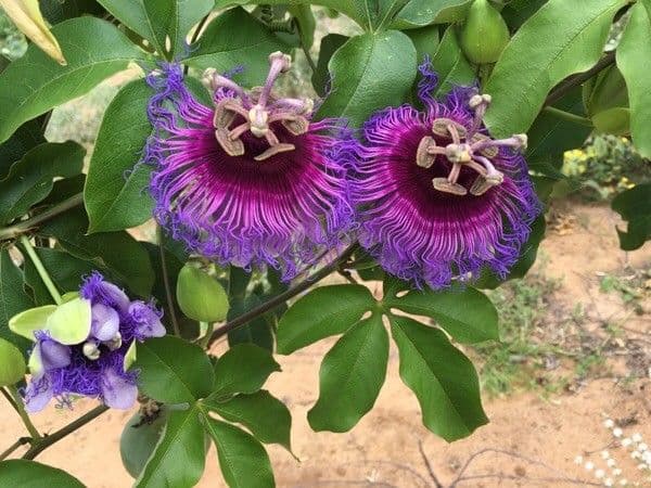 Passiflora 2