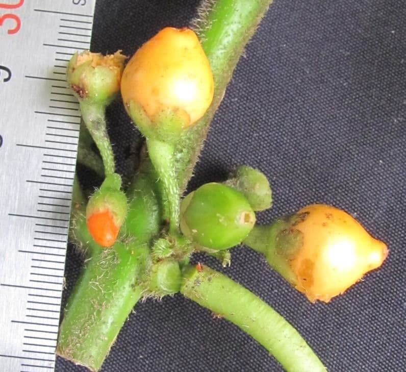 Besleria