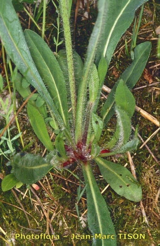 Pilosella caespitosa 9