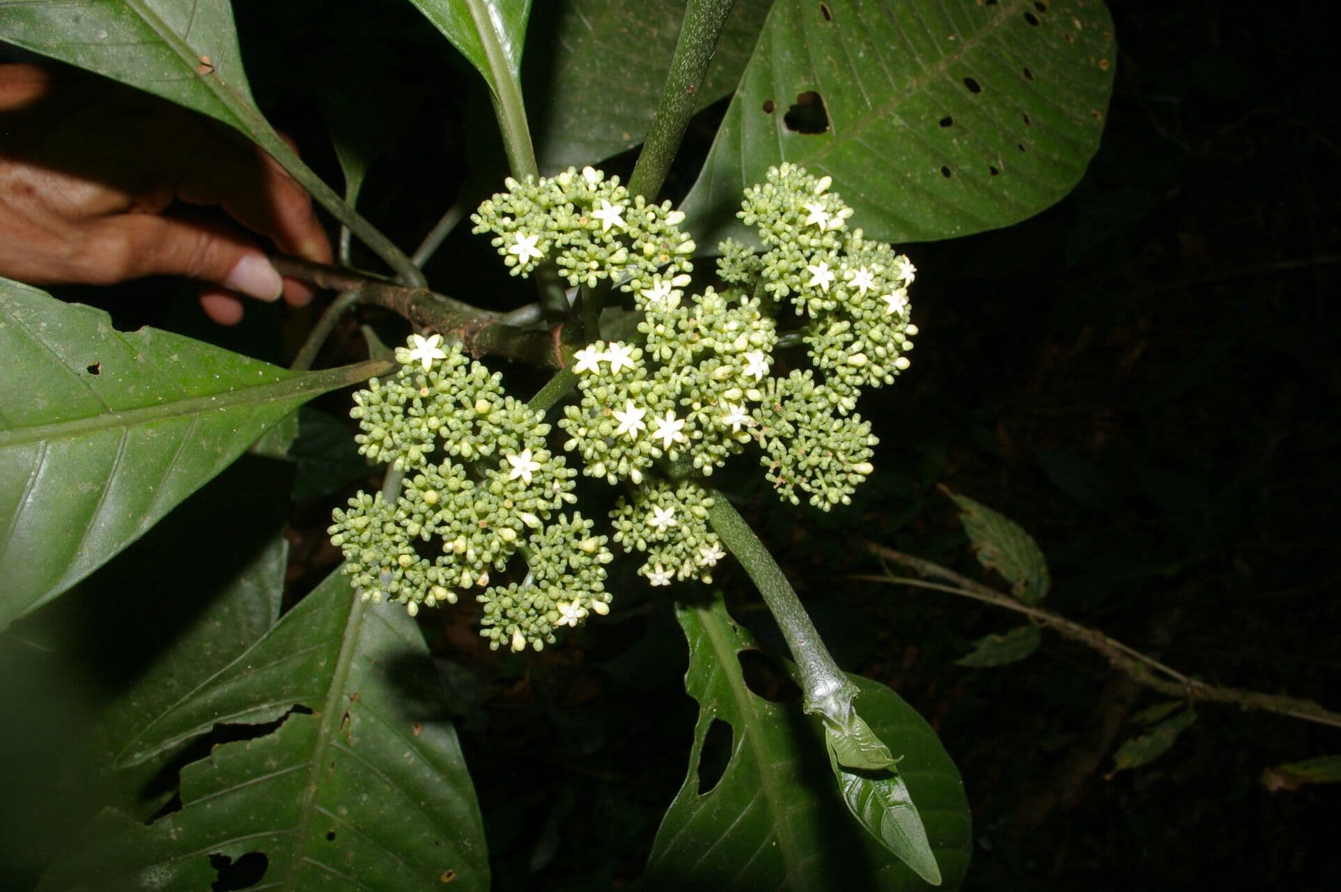 Psychotria 7