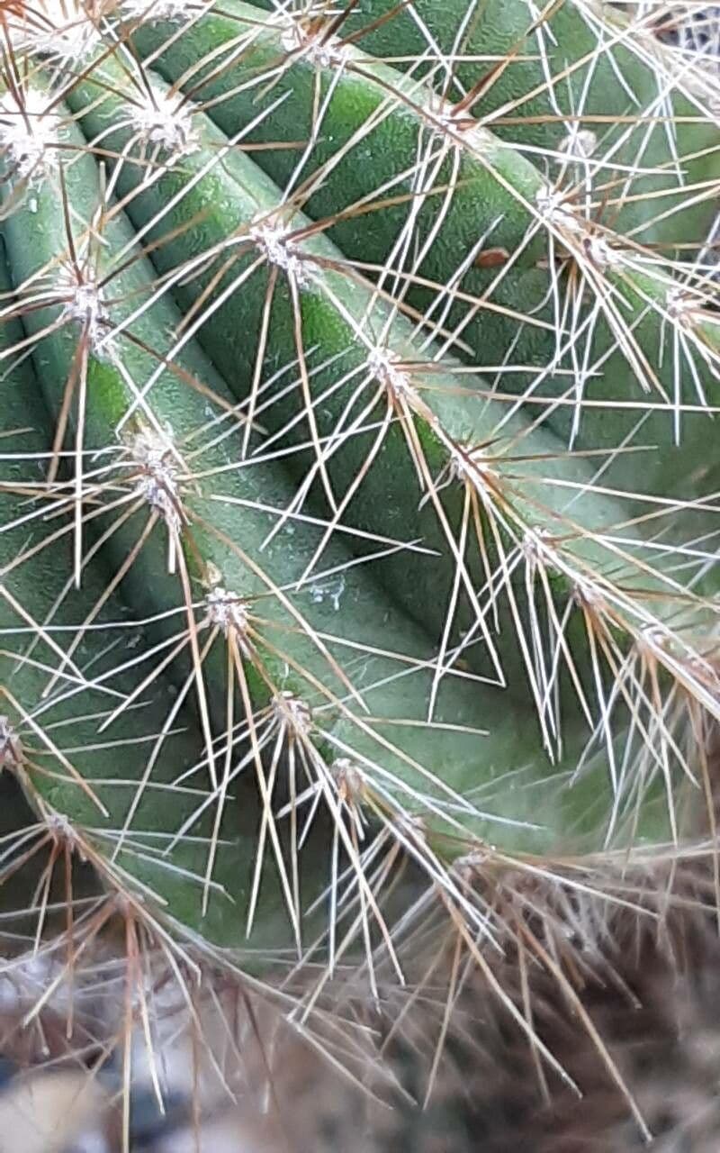 Parodia