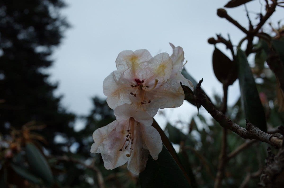 Rododendro 5