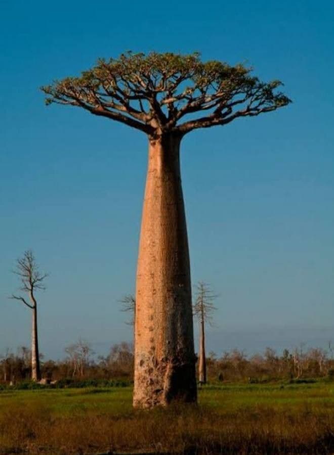 Baobab 13