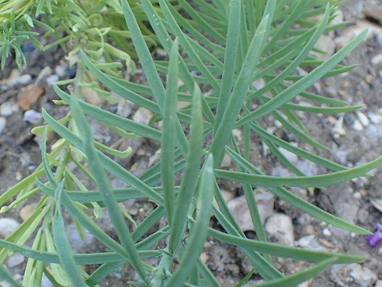 Linaria strisciante 16