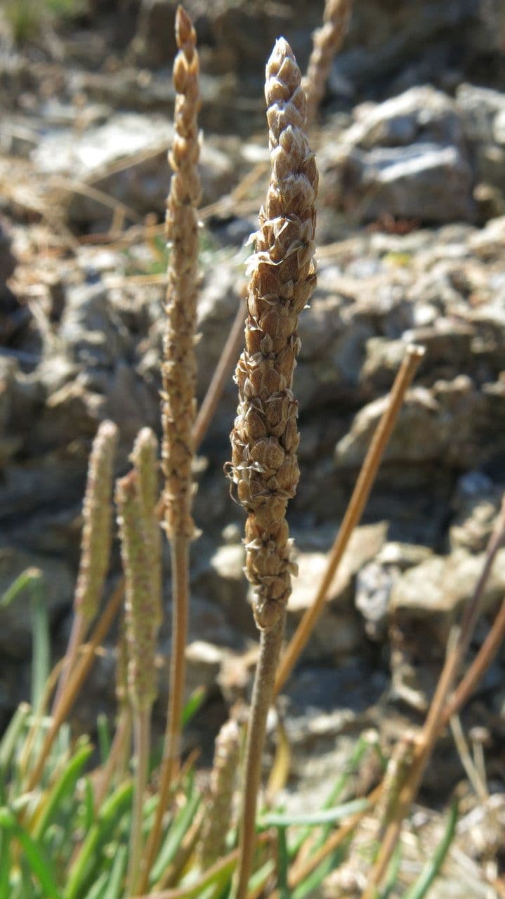 Strand-Wegerich 5