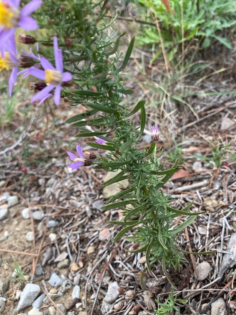 Galatella sedifolia 16