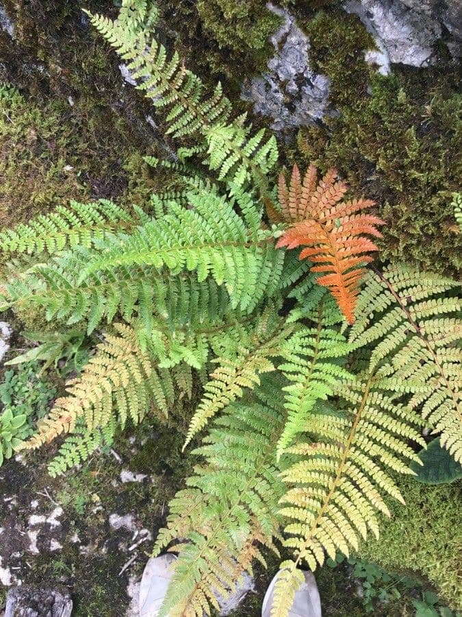 Borstiger Schildfarn 16