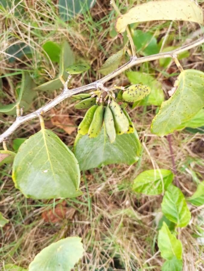 Dalbergia ecastaphyllum 10