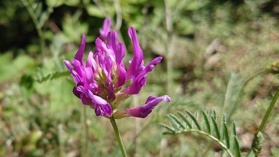 Astragalus onobrychis 4