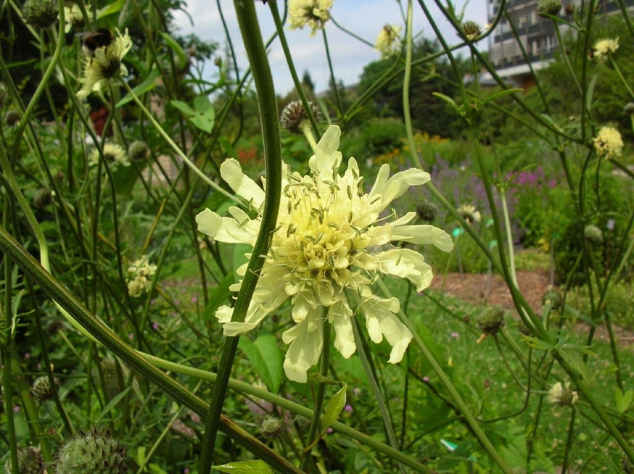 Cephalaria alpina 6