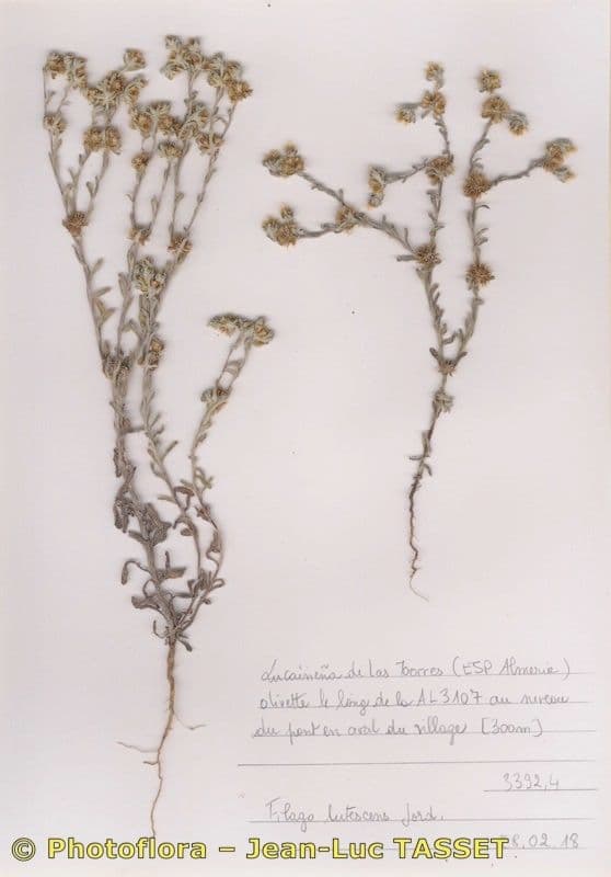 Filago lutea 10