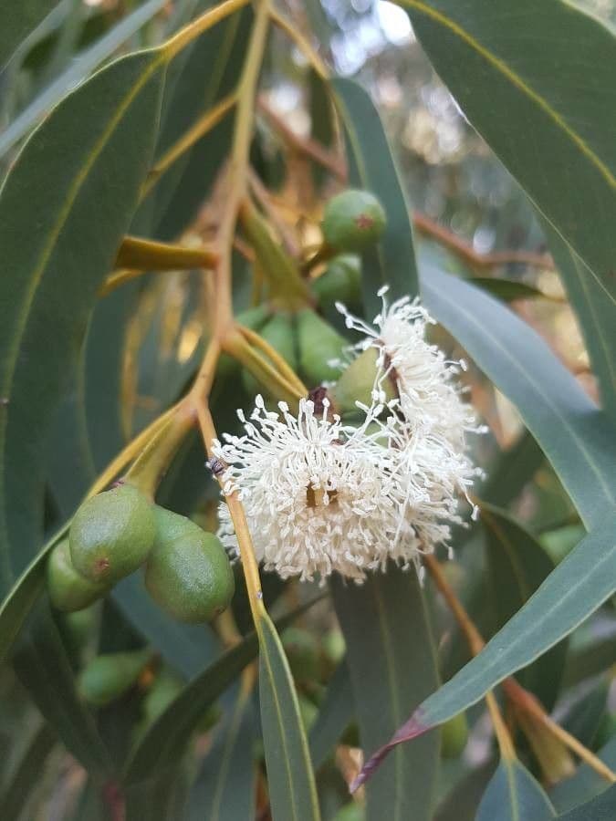 Blauer Eukalyptus 6
