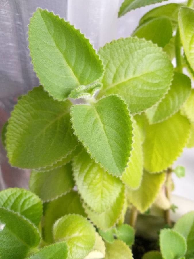 Cuban-oregano 17