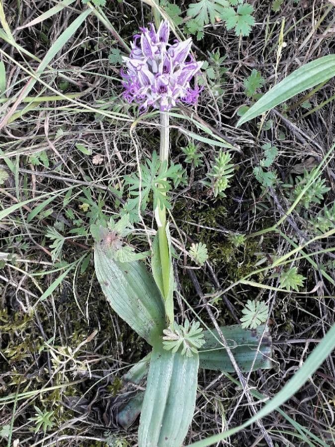 Orchide scimmia 10