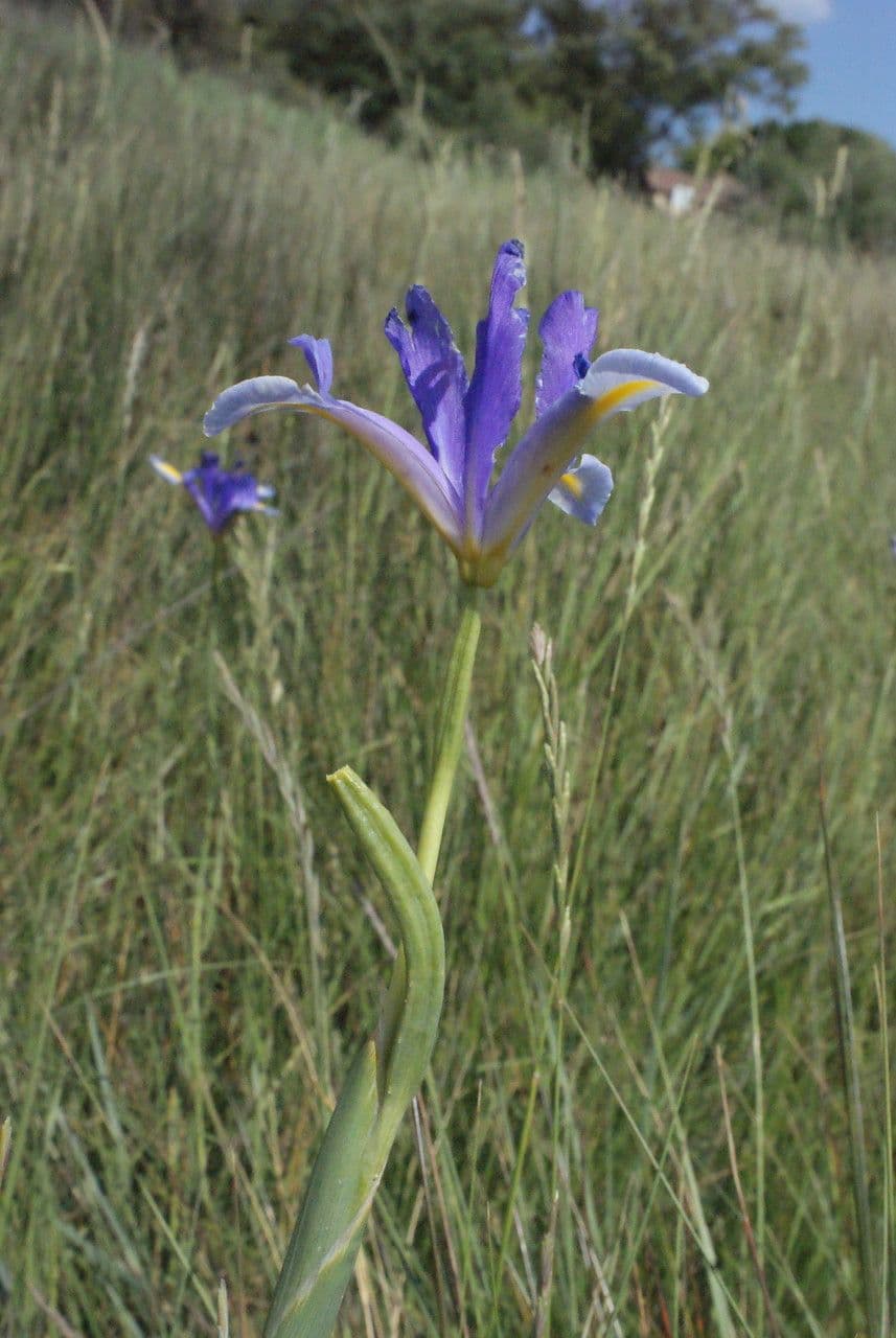 Iris xiphium 2