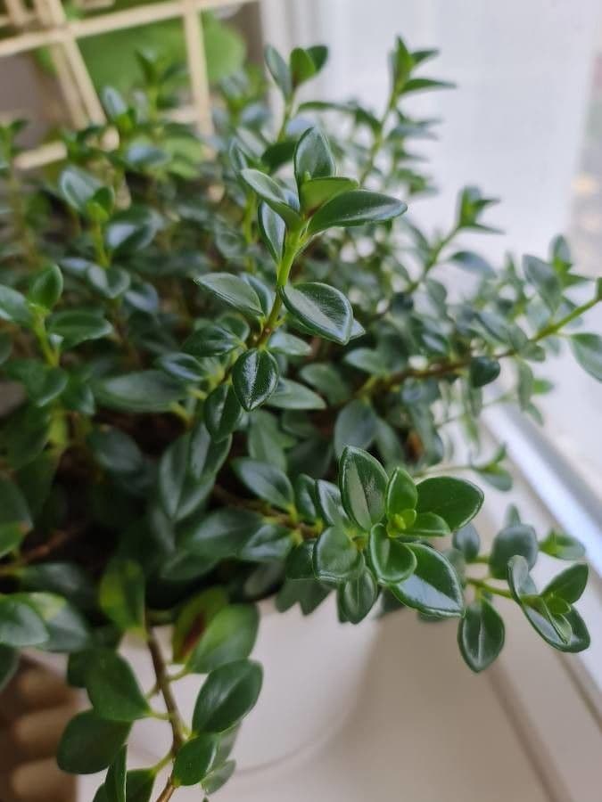 Nematanthus 7