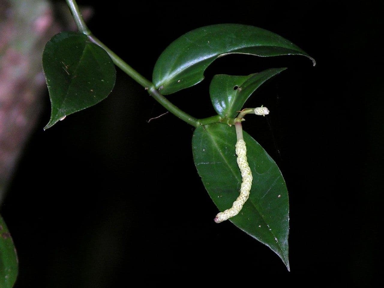 Peperomia