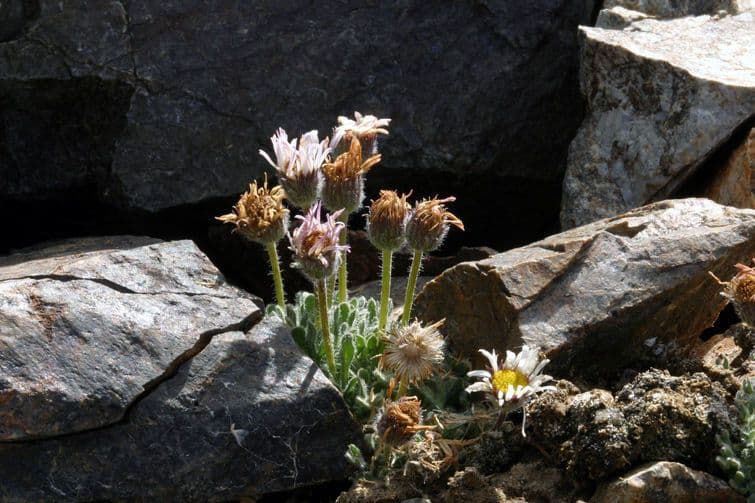 Erigeron errante 7